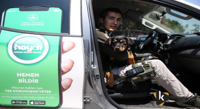 İşkence Edilip Damdan Atılan Köpek Yavrusu Tedavisinin Ardından 'Emin Ellerde'